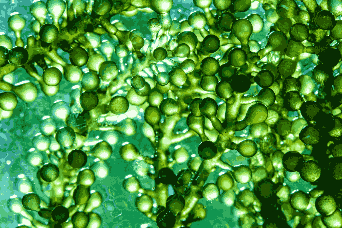 Ultrasonics for the biodiesel production
